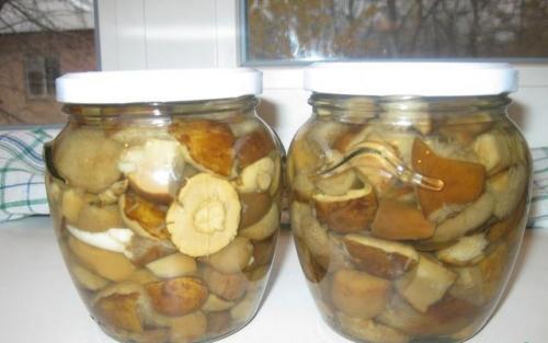 Польский гриб, как готовить на зиму. Опятам - особое внимание