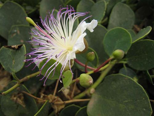 Что такое каперсы