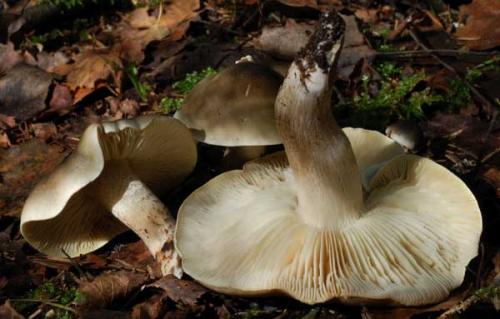 Рядовки грибы, как пожарить. Синюшки 02 Рядовки грибы, как пожарить. Синюшки 02