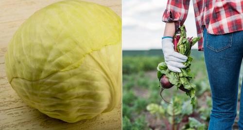 Как цветную капусту квасить. Как мариновать цветную капусту на зиму. Рецепт c фотографиями. 03 Как цветную капусту квасить. Как мариновать цветную капусту на зиму. Рецепт c фотографиями. 03