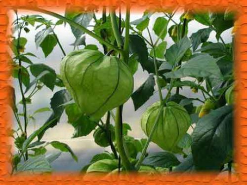 Как правильно мариновать физалис. Овощной физалис маринованный