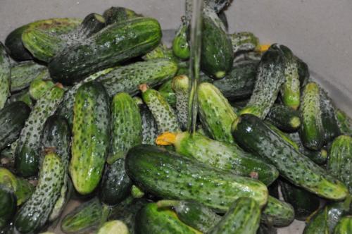 Засолка огурцов с гвоздикой. Солёные, зелёные, острые и хрустящие Солёные огурцы — короли всех праздничных столов. Редкая хозяйка не припасёт парочку банок этого традиционного яства к каждой семейной дате. И чтобы никто не остался разочарованным своими за 06 Засолка огурцов с гвоздикой. Солёные, зелёные, острые и хрустящие Солёные огурцы — короли всех праздничных столов. Редкая хозяйка не припасёт парочку банок этого традиционного яства к каждой семейной дате. И чтобы никто не остался разочарованным своими за 06