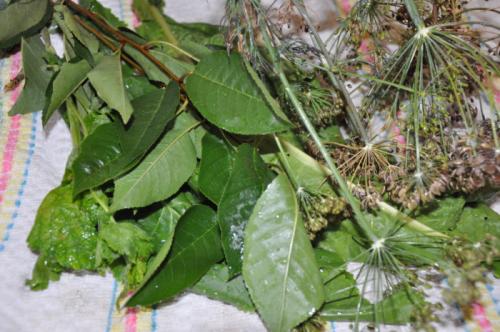 Засолка огурцов с гвоздикой. Солёные, зелёные, острые и хрустящие Солёные огурцы — короли всех праздничных столов. Редкая хозяйка не припасёт парочку банок этого традиционного яства к каждой семейной дате. И чтобы никто не остался разочарованным своими за 09 Засолка огурцов с гвоздикой. Солёные, зелёные, острые и хрустящие Солёные огурцы — короли всех праздничных столов. Редкая хозяйка не припасёт парочку банок этого традиционного яства к каждой семейной дате. И чтобы никто не остался разочарованным своими за 09