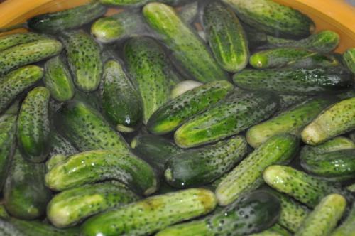 Засолка огурцов с гвоздикой. Солёные, зелёные, острые и хрустящие Солёные огурцы — короли всех праздничных столов. Редкая хозяйка не припасёт парочку банок этого традиционного яства к каждой семейной дате. И чтобы никто не остался разочарованным своими за 07 Засолка огурцов с гвоздикой. Солёные, зелёные, острые и хрустящие Солёные огурцы — короли всех праздничных столов. Редкая хозяйка не припасёт парочку банок этого традиционного яства к каждой семейной дате. И чтобы никто не остался разочарованным своими за 07