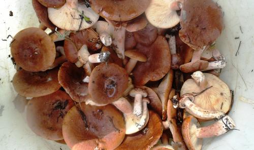 Можно ли сушить рядовки. Надо ли чистить рядовки и как это сделать сухим способом?