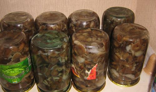 Готовим белые грибы на зиму. Заготовка белого гриба на зиму солением