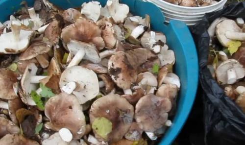 Можно ли сушить рядовки. Надо ли чистить рядовки и как это сделать сухим способом?