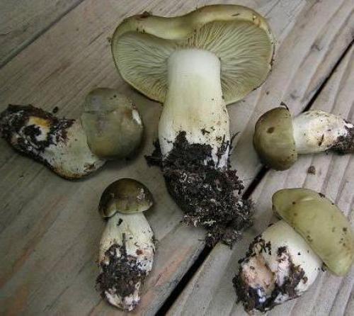 Рядовки грибы, как готовить жарить. Икра для бутербродов 04 Рядовки грибы, как готовить жарить. Икра для бутербродов 04