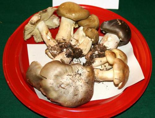 Рядовки грибы, как готовить жарить. Икра для бутербродов 06 Рядовки грибы, как готовить жарить. Икра для бутербродов 06