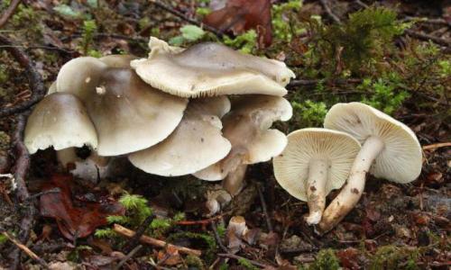 Рядовки грибы, как готовить жарить. Икра для бутербродов 03 Рядовки грибы, как готовить жарить. Икра для бутербродов 03