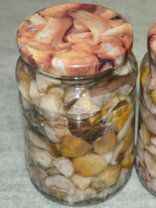 Как приготовить грибы рядовки на зиму. Заготовка дубовых рядовок в домашних условиях