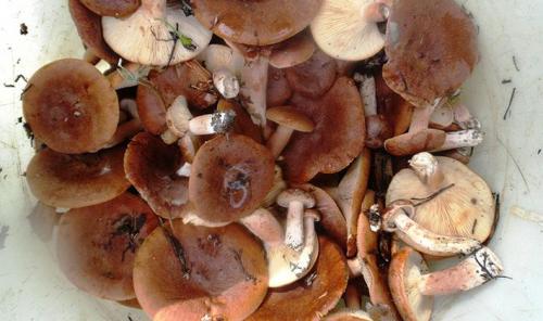 Можно ли сушить рядовки. Надо ли чистить рядовки и как это сделать сухим способом?