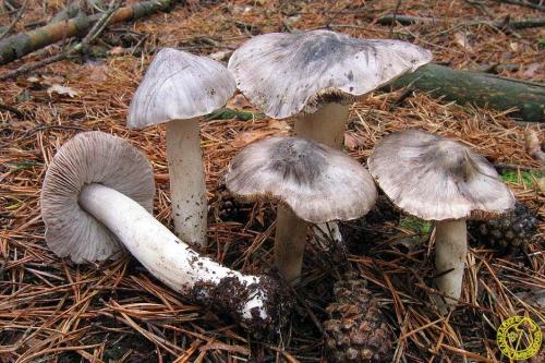 Рядовки можно ли жарить. Картофельный вариант 05