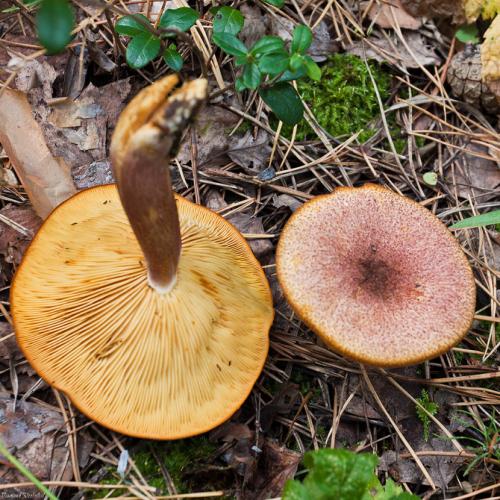 Рядовка. Основные виды рядовок