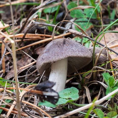 Рядовки можно ли жарить. Картофельный вариант 07