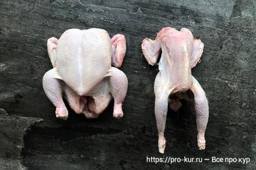 Как сделать мясо домашнего петуха мягче. Мясо старой курицы жесткое —, как сделать его мягким и сочным?