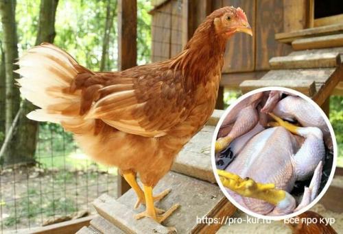 Как сделать мясо домашнего петуха мягче. Мясо старой курицы жесткое —, как сделать его мягким и сочным?