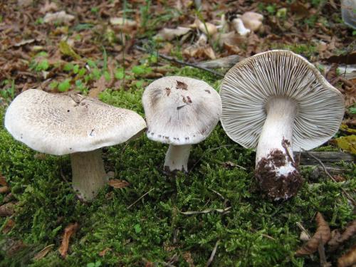 Рядовки можно ли жарить. Картофельный вариант 04