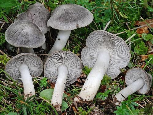 Рядовки можно ли жарить. Картофельный вариант 02