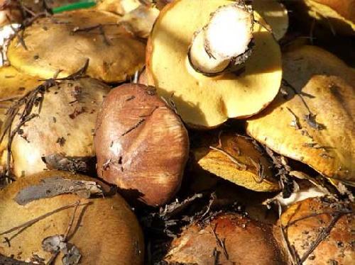 Замороженные маслята, как замариновать. Маринованные маслята, самый вкусный рецепт быстрого приготовления на зиму в банках