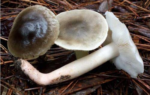 Рядовки грибы, как жарить. Консервирование рядовок (видео) 10 Рядовки грибы, как жарить. Консервирование рядовок (видео) 10