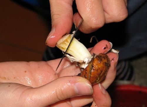 Замороженные маслята, как замариновать. Маринованные маслята, самый вкусный рецепт быстрого приготовления на зиму в банках