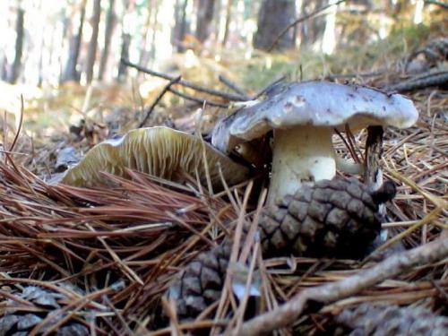 Грибы рядовки когда собирать. Общая информация о рядовках