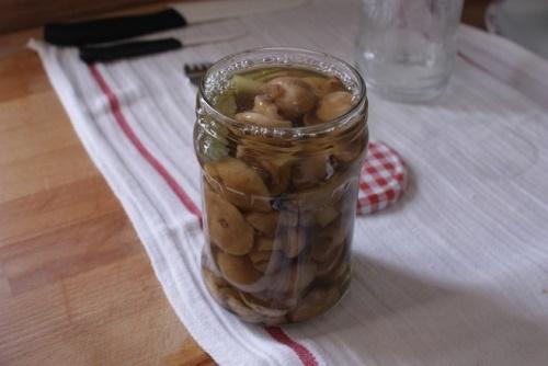 Замороженные маслята, как замариновать. Маринованные маслята, самый вкусный рецепт быстрого приготовления на зиму в банках