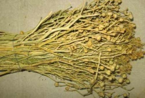 Гармала психоделик. Гармала, Аяуаска и загадка персидских узоров...