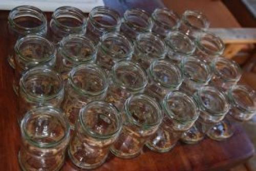 Самые вкусные маринованные белые грибы. Как мариновать белые грибы на зиму в домашних условиях