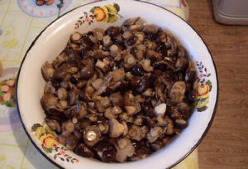 Рядовка дымчатая, как готовить. Рецеп.  Способ приготовления рядовки фиолетовой