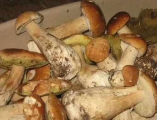 Самые вкусные маринованные белые грибы. Как мариновать белые грибы на зиму в домашних условиях