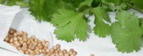 Салат из огурцов с кориандром на зиму. Латгальский салат из огурцов с луком на зиму 09 Салат из огурцов с кориандром на зиму. Латгальский салат из огурцов с луком на зиму 09