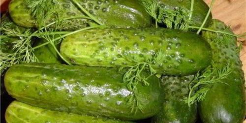 Салат из огурцов с кориандром на зиму. Латгальский салат из огурцов с луком на зиму 08 Салат из огурцов с кориандром на зиму. Латгальский салат из огурцов с луком на зиму 08