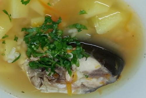 Уха из карпа с томатной пастой. Уха из карпа в домашних условиях и на костре: 2 пошаговых рецепта