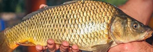 Уха из карпа с томатной пастой. Уха из карпа в домашних условиях и на костре: 2 пошаговых рецепта