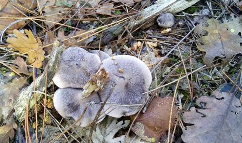 Грибы рядовки когда собирать. Когда собирать грибы рядовки в лесу?