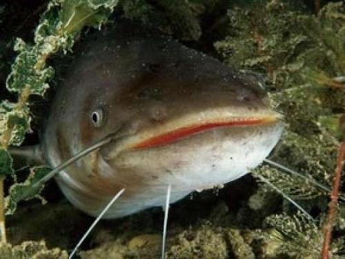 Сом тушеный с картофелем. Готовим тушеного сома с овощами в мультиварке