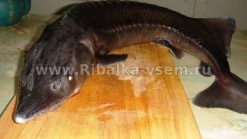 Стерлядь тушеная в сметане. Краткое содержание рецептов 10