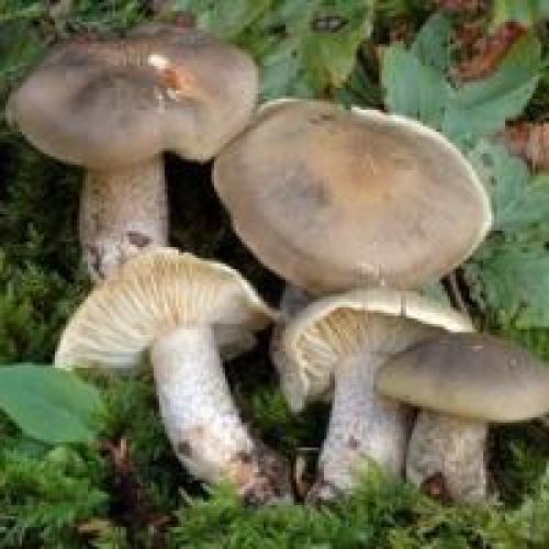 Рядовка мыльная, как готовить. Рядовка мыльная