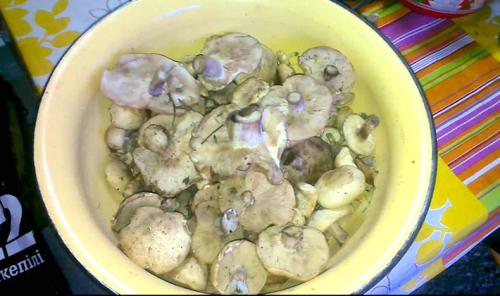 Нужно ли вымачивать рядовки. Надо ли чистить рядовки и как это сделать сухим способом?