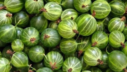 Варенье из черники с крыжовником. Варенье из черники и крыжовника 04