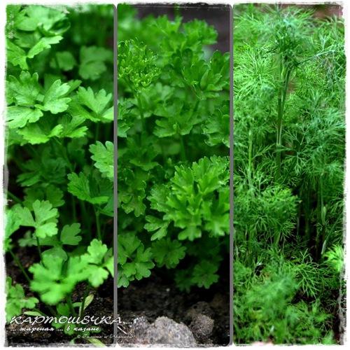 Картошка жареная в казани. Жареная... в казане, картошка