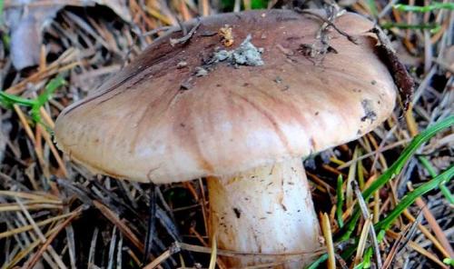 Грибы рядовки когда собирать. Когда собирать грибы рядовки в лесу?