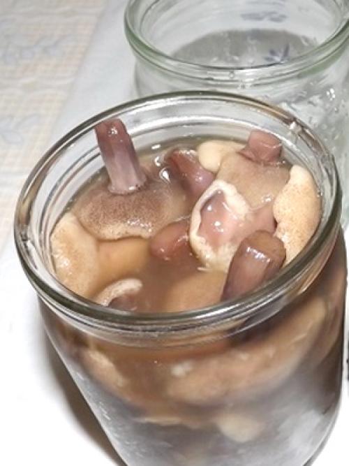 Как приготовить грибы рядовки на зиму. Заготовка дубовых рядовок в домашних условиях