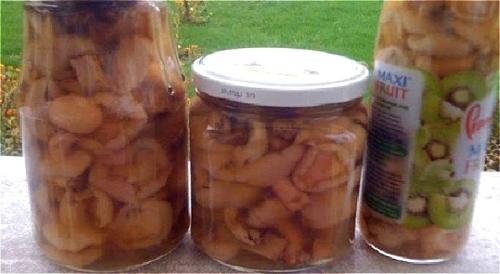 Маринованные маслята с маслом. Маринуем жареные маслята на зиму в домашних условиях