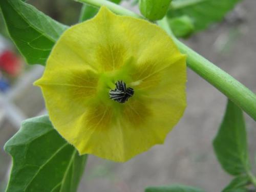 Физалис рецепты. Физалис овощной