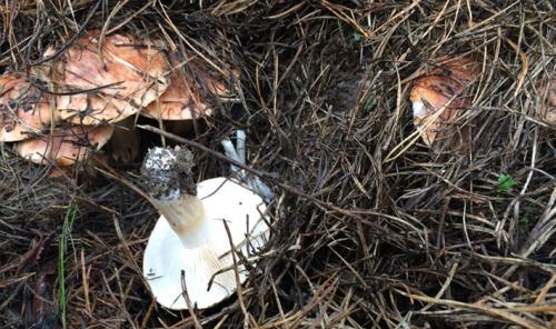 Грибы рядовки когда собирать. Первичная обработка и приготовление