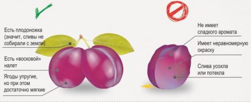 С чем сочетается слива в варенье. Рецепты сливового варенья для опытных и начинающих хозяек