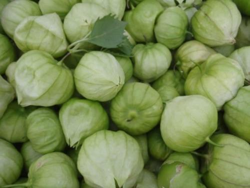 Физалис овощной. Овощной физалис